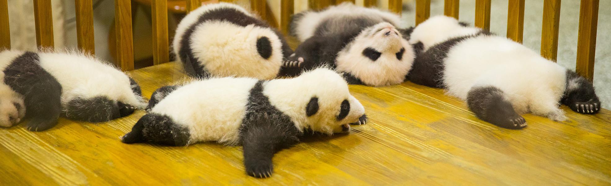 Pandas