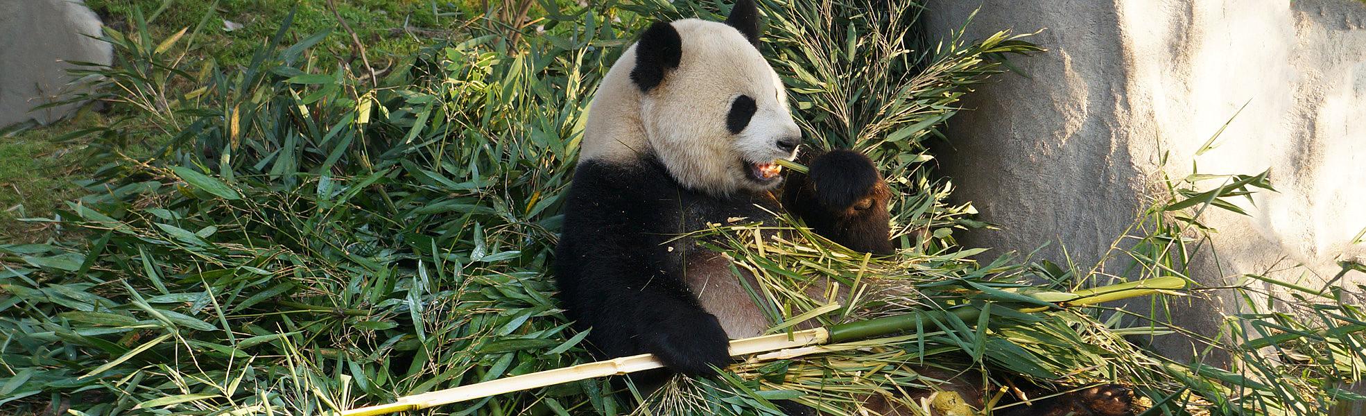 Chengdu Panda Tour