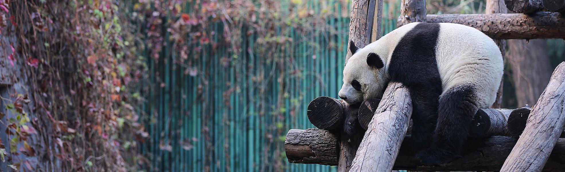 Panda in Beijing Zoo