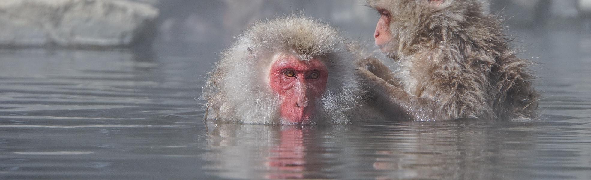 Snow Monkeys