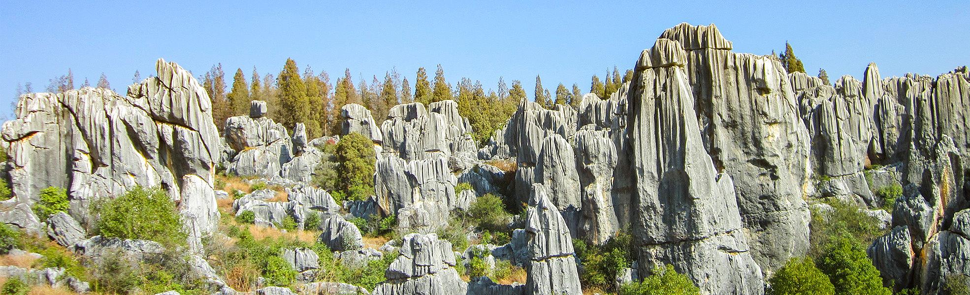 Stone Forest