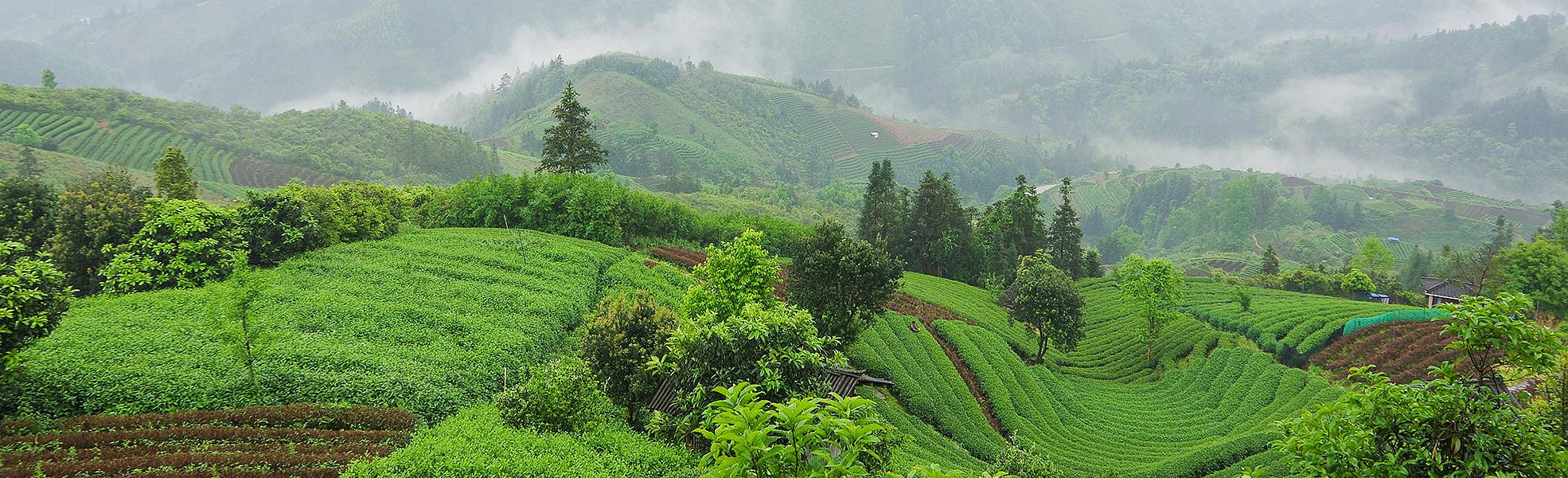 Tea Plantation